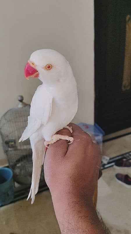 white ring neck male for sale urgent 1