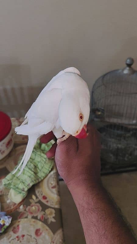 white ring neck male for sale urgent 2