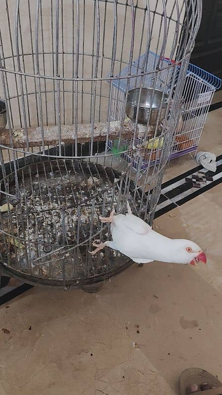 white ring neck male for sale urgent 3