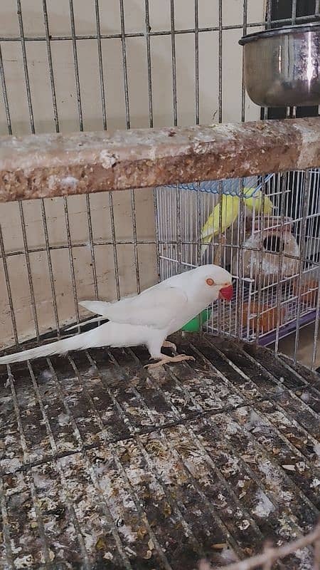 white ring neck male for sale urgent 4