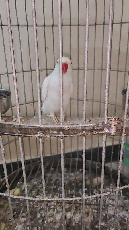 white ring neck male for sale urgent 5