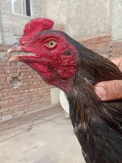 03260802459 thai x Sindhi x lassani egg for sale