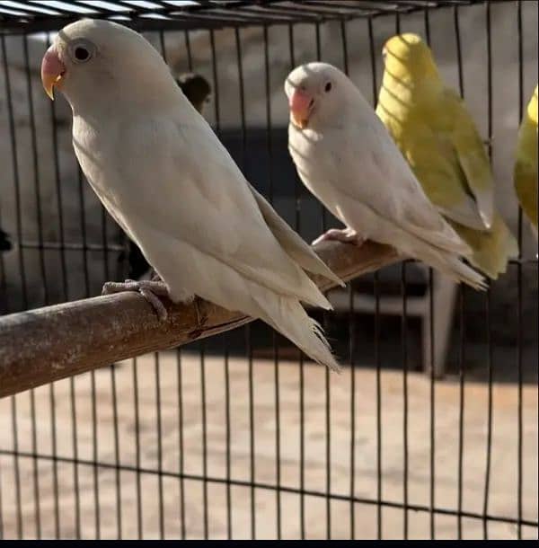 lovebirds all mutation breaders 4