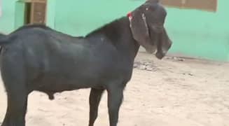 Desi Bakra for Sale Qurbani & Breeding KeLiye Best Choice_03494717204)