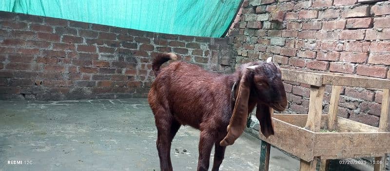 pure Desi Bakra for sale h 0