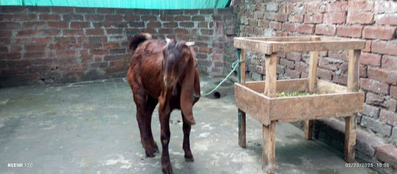 pure Desi Bakra for sale h 1