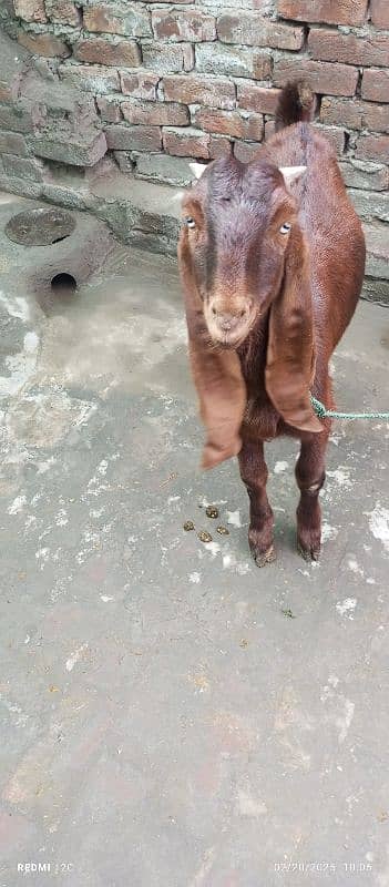 pure Desi Bakra for sale h 2