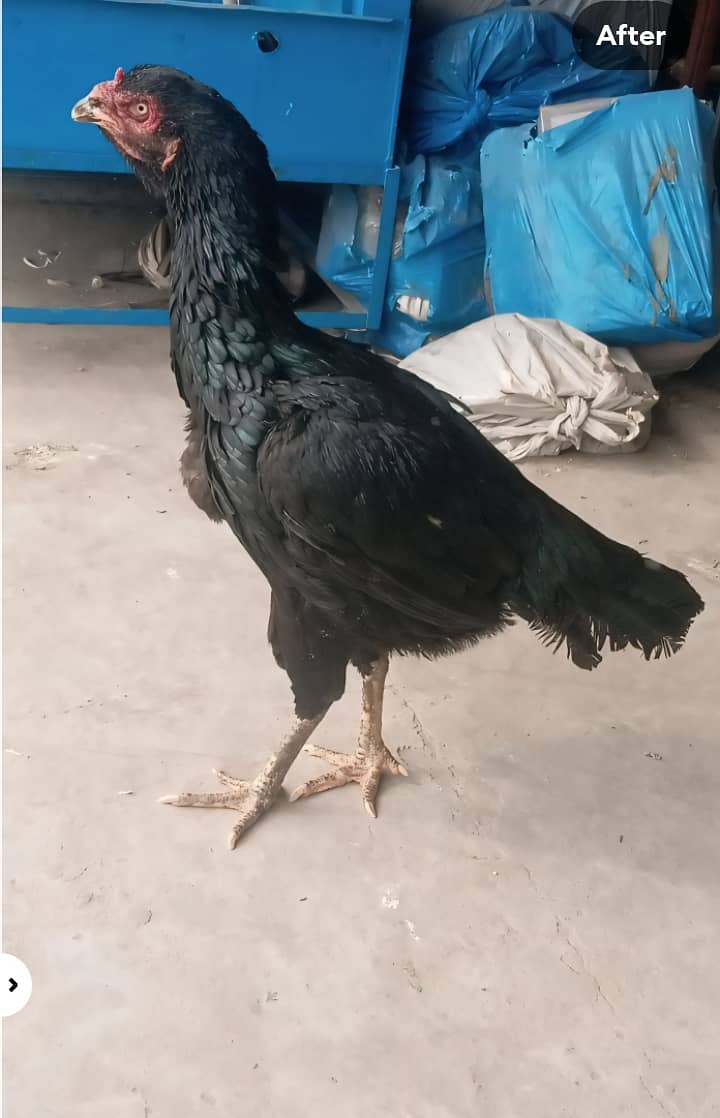 Aseel miawali pair black color home breed murgi Thai ha 4