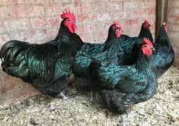 Australorp