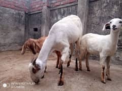 peshawari desi goats