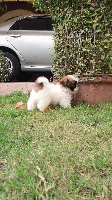 Shi Tzu Puppies  Male And Female Both are available 1