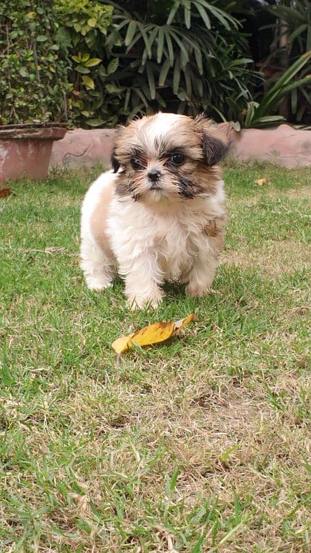 Shi Tzu Puppies  Male And Female Both are available 2