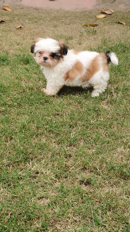 Shi Tzu Puppies  Male And Female Both are available 3