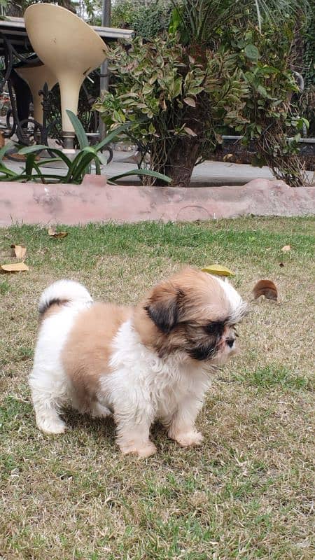 Shi Tzu Puppies  Male And Female Both are available 4