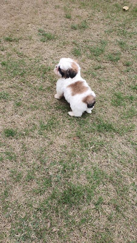 Shi Tzu Puppies  Male And Female Both are available 5