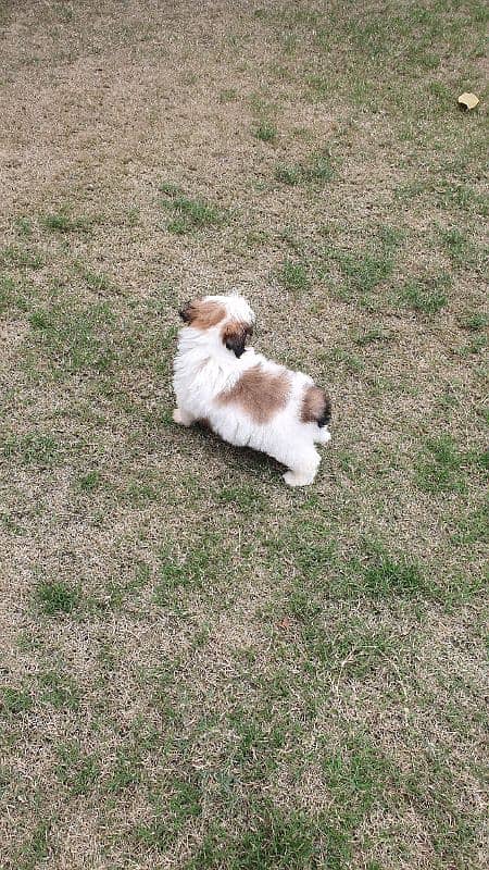 Shi Tzu Puppies  Male And Female Both are available 6