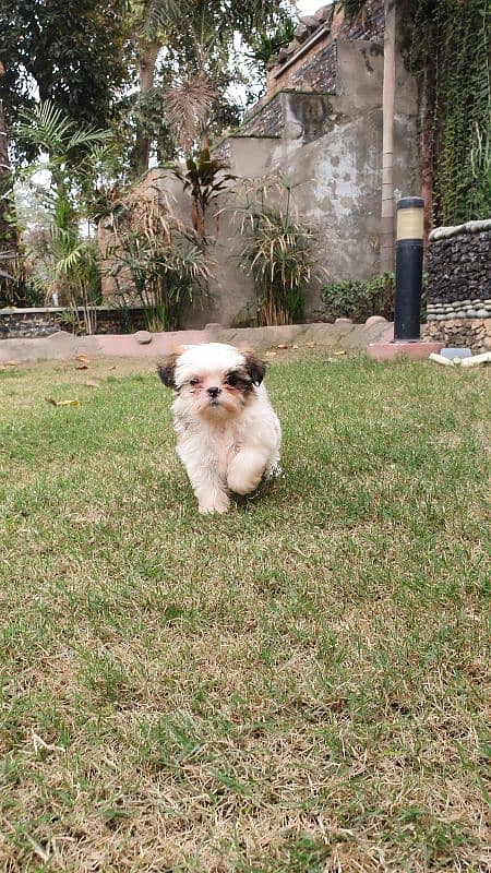 Shi Tzu Puppies  Male And Female Both are available 7