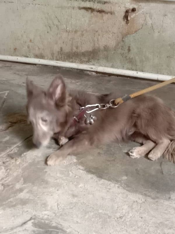 6 mouth old Russian female in gray colour my Whatsapp 03188138695 0