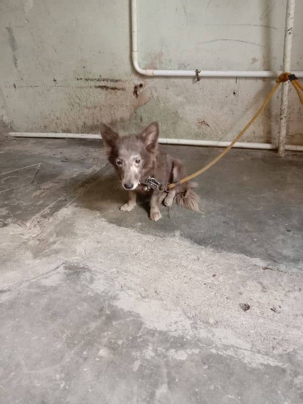 6 mouth old Russian female in gray colour my Whatsapp 03188138695 2