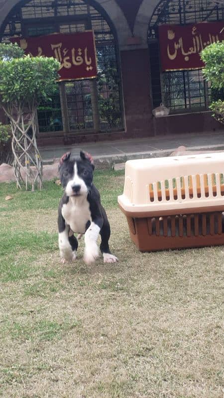 Aimstaff Puppies Male And Female Both are available 7