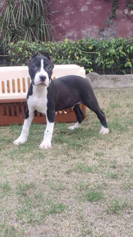 Aimstaff Puppies Male And Female Both are available 8