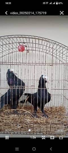 black mukhi ready to breed pair available location Attock city