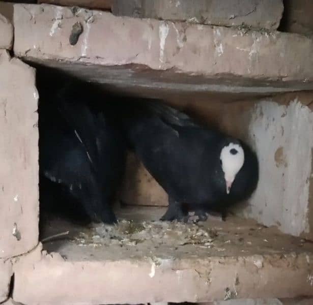 black mukhi ready to breed pair available location Attock city 1