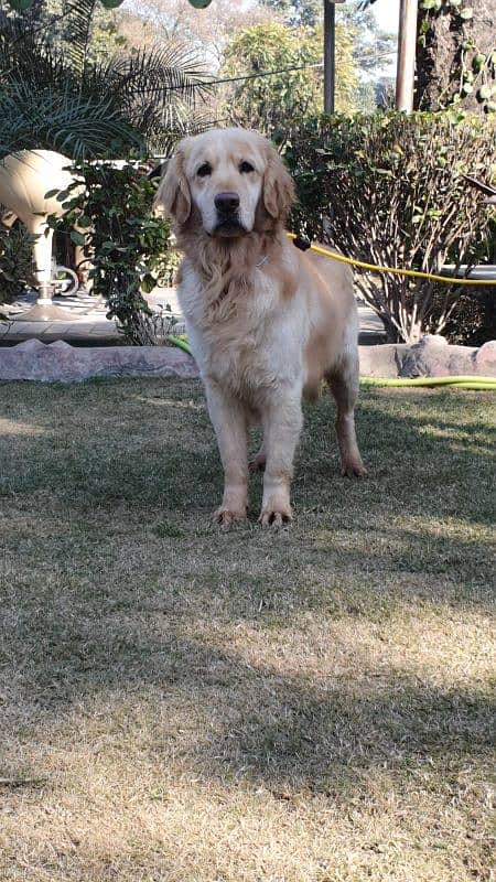 Golden Retriever Male Available 0