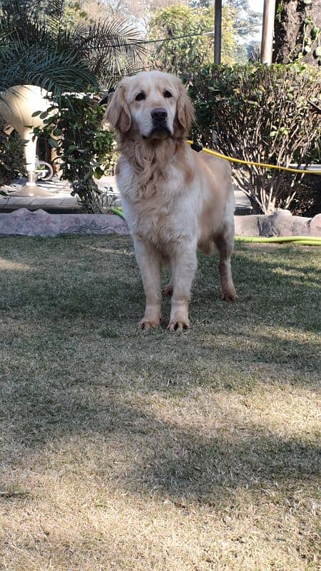 Golden Retriever Male Available 1