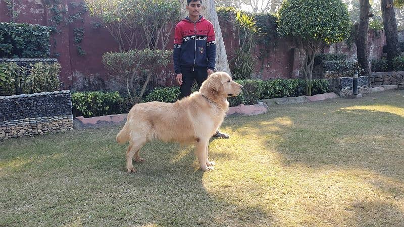 Golden Retriever Male Available 2