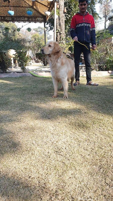 Golden Retriever Male Available 3