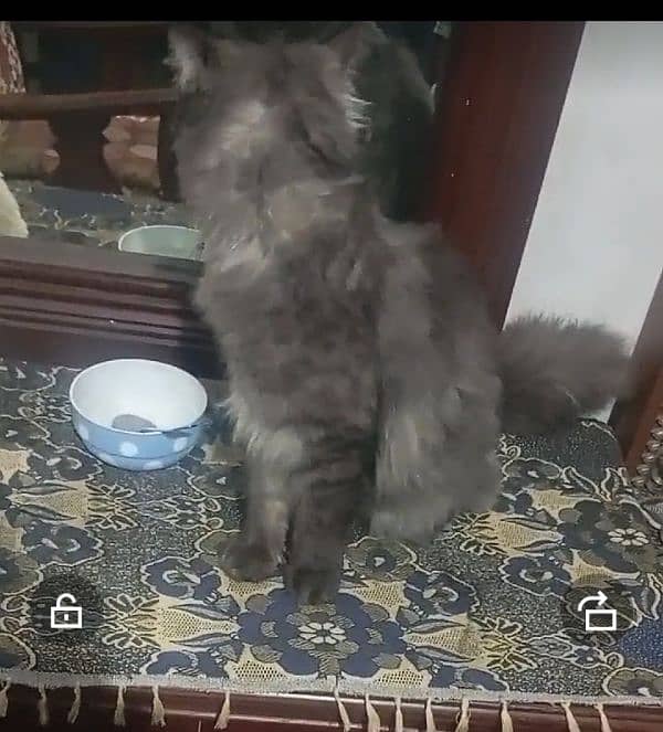 Persian cat for sale 2