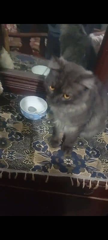 Persian cat for sale 3