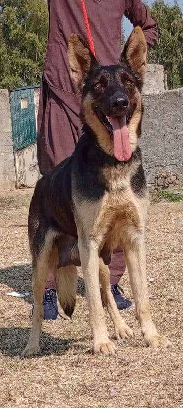 Alsatian female 12 months for sale 0