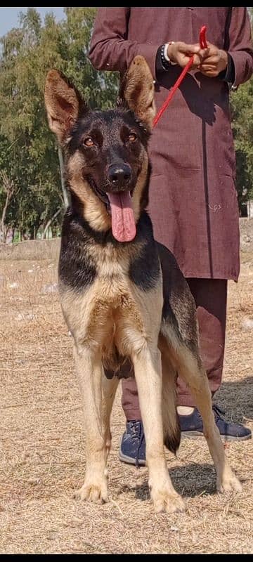 Alsatian female 12 months for sale 1