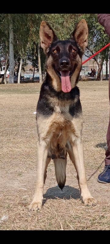 Alsatian female 12 months for sale 2