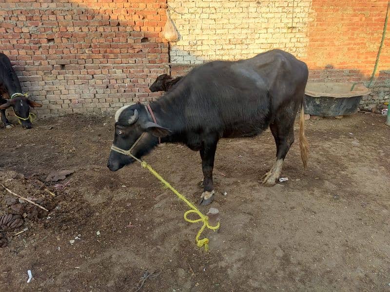 Total 2 Animal, 1 Cow (1st pregnant) + 1 Buffalo Choti not pregnant 0