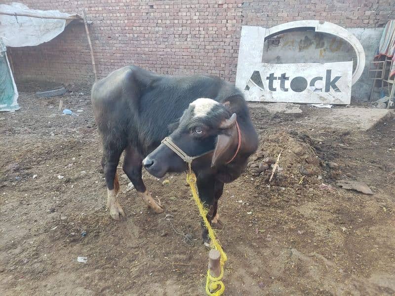 Total 2 Animal, 1 Cow (1st pregnant) + 1 Buffalo Choti not pregnant 1