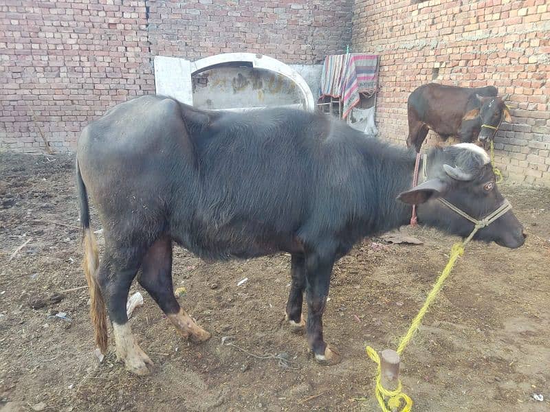 Total 2 Animal, 1 Cow (1st pregnant) + 1 Buffalo Choti not pregnant 2