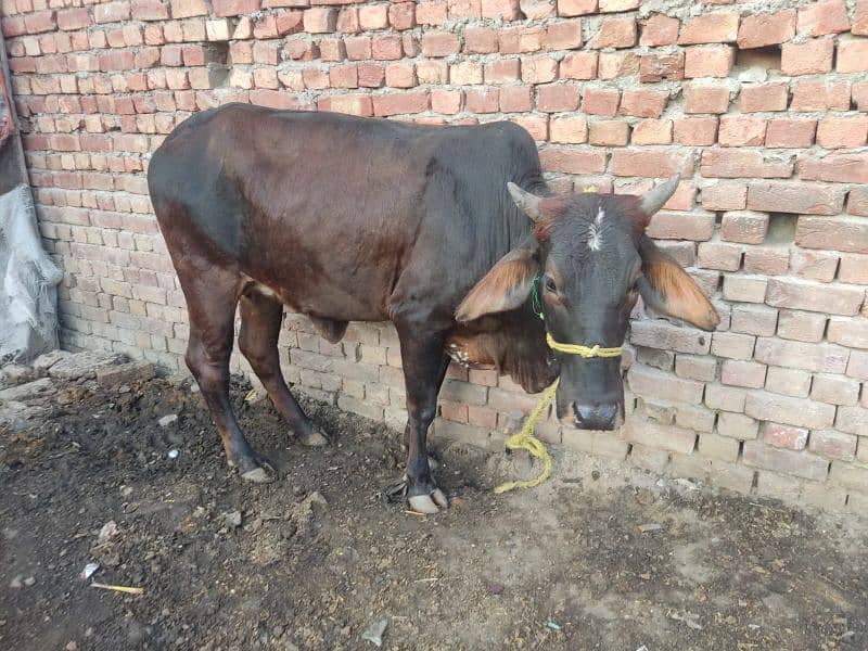 Total 2 Animal, 1 Cow (1st pregnant) + 1 Buffalo Choti not pregnant 3