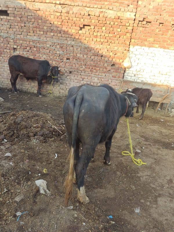 Total 2 Animal, 1 Cow (1st pregnant) + 1 Buffalo Choti not pregnant 4