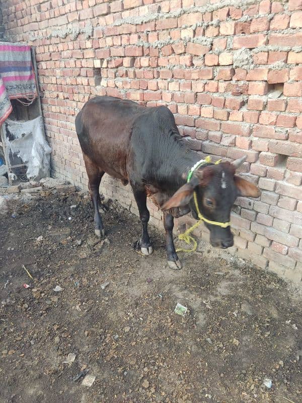 Total 2 Animal, 1 Cow (1st pregnant) + 1 Buffalo Choti not pregnant 5