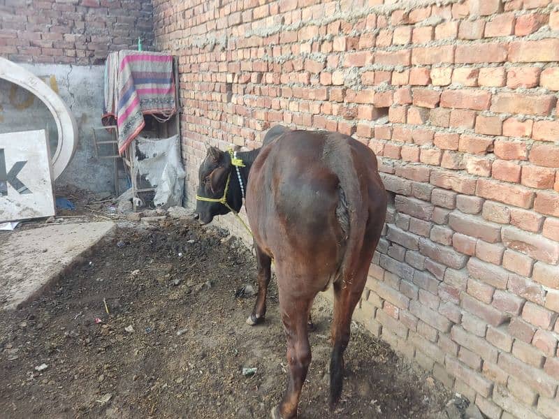 Total 2 Animal, 1 Cow (1st pregnant) + 1 Buffalo Choti not pregnant 6