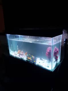 Fish Aquarium 3ft