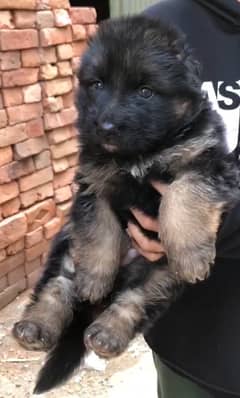 German shepherd top quality females puppies