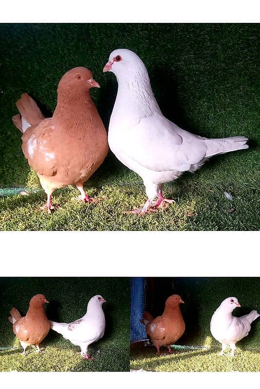 king / golden/ lakhy/ sailkoty mix joror waly pigeon. . . 03201447384 0