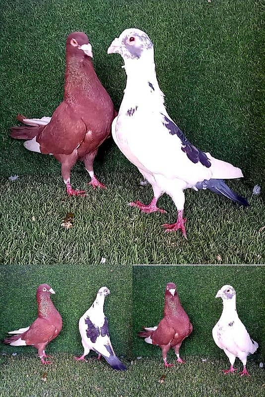 king / golden/ lakhy/ sailkoty mix joror waly pigeon. . . 03201447384 8