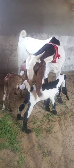 Gulabi Bakri For sale With Tow Kids