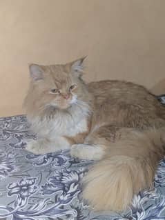 price 4000 male cat location malir