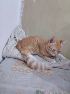 free ma male cat location malir karachi